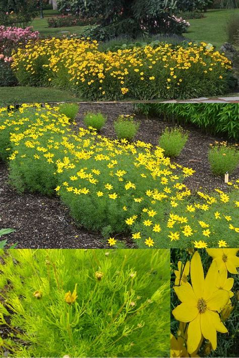 Instead of considering the cold hardiness, growers in zone 9 actually need to consider the heat tolerance of certain plants. 100+ best images about Coreopsis Craze on Pinterest ...