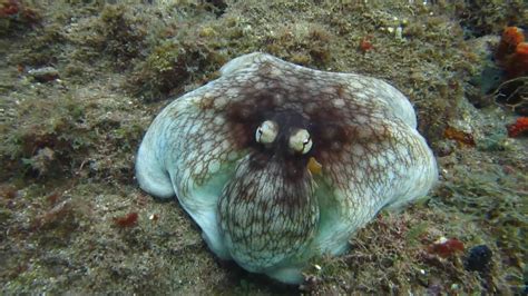 Scientists Discover Adorable Ghostlike New Species Of Octopus Aol News