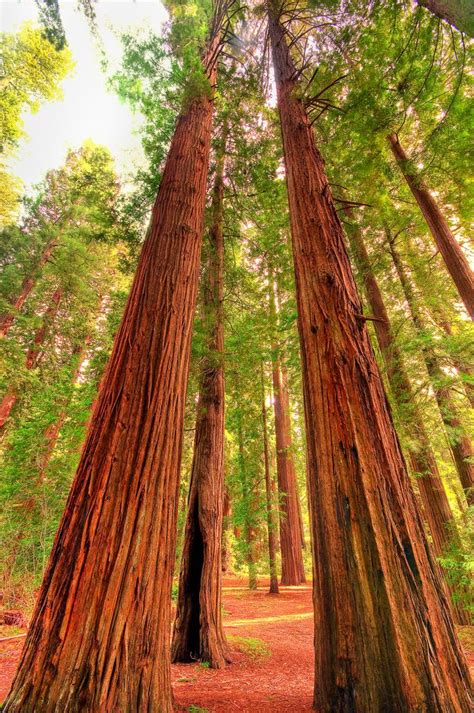 Vertical Redwoods In Corner Light Redwood Tree Redwoods California