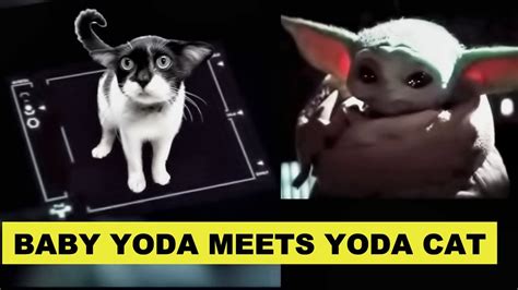 Baby Yoda And Yoda Cat Parody Youtube