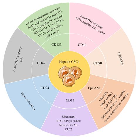 Ijms Free Full Text Cancer Stem Cells In Hepatocellular Carcinoma