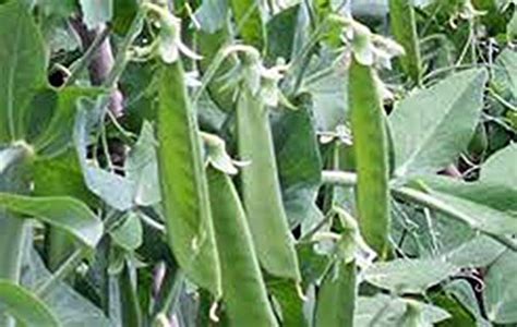 Top 9 Lincoln Pea Seeds Vegetable Plants And Seeds Sepole