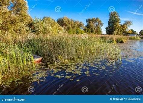 Reeds By A Lake With Boat Stock Image Image Of Lakes 123236507