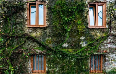 Old Building Covered With Green Vine And Moss Green Creeping Plant