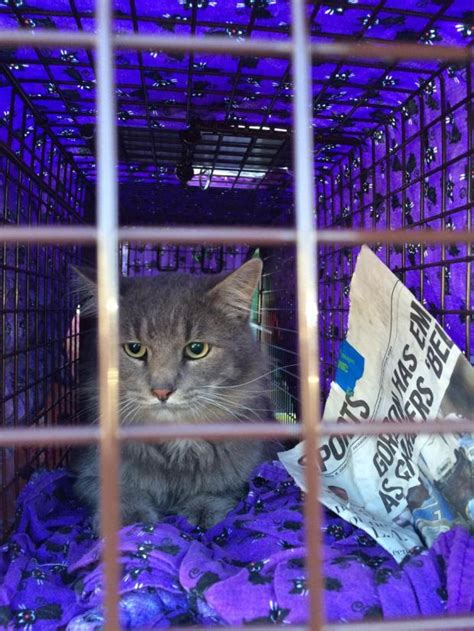 Why A Riverside Nonprofit Group Says Spaying A Stray Cat Can Save Their