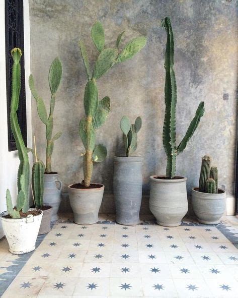 Les 20 Meilleures Images De Grand Cactus Dinterieur Grand Cactus