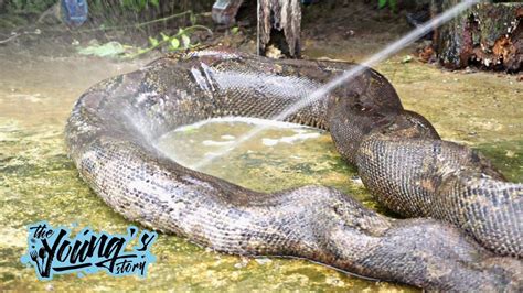Giant Anaconda Snake Python Tumeric Spicy With White Wine Extreme