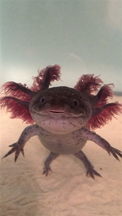 Axolotl Ambystoma Mexicanum Is Een Salamander Uit De Familie