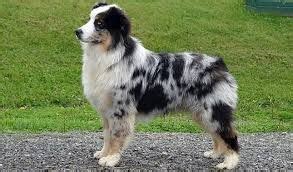 Maybe you would like to learn more about one of these? Image result for mini australian shepherd grooming styles ...