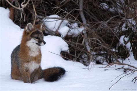 The Nature Of Phenology Red Vs Gray Foxes Machias Valley News Observer