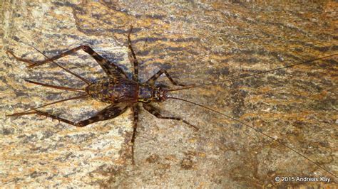 Spider Cricket Phalangopsidae From Ecuador Flickr
