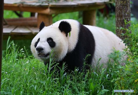 Feature Two Giant Pandas Make Enchanting Debut At Dutch Zoo Xinhua