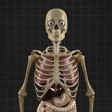 Download this premium vector about male human anatomy, internal organs diagram, and discover more than 11 million professional graphic resources on freepik. Anatomy Internal Organs Male 3D Model .max - CGTrader.com