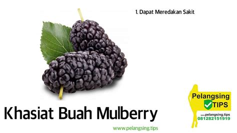 Suatu usaha dapat dilakukan sterilisasi pohon murbei dengan menggunakan bahan kimia seperti eliminator buah florel. Khasiat Buah Mulberry - YouTube