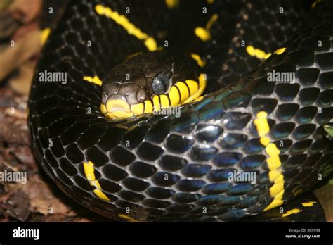 Serpiente Gato De Manglar Fotos e Imágenes de stock Alamy