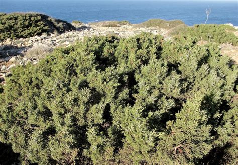 imatges de menorca: SAVINA - SIVINA (Juniperus phoenicea L. subsp ...