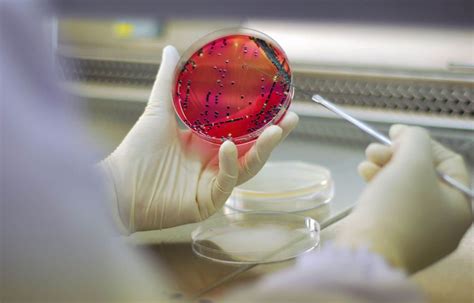 Découverte Dun Antibiotique Efficace Contre Des Bactéries Résistantes