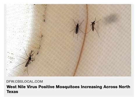 West Nile Virus Positive Mosquitoes Increasing Across North Texas