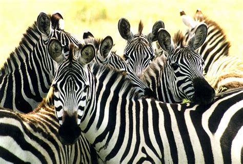 ARE ZEBRAS BLACK WITH WHITE STRIPES OR WHITE WITH BLACK STRIPES? |The