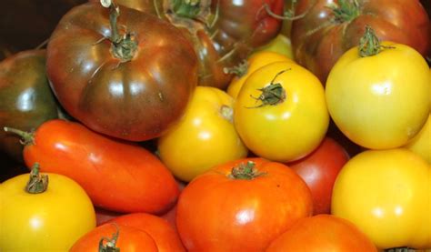 10 Amazing Tomato To Grow This Year - Heirloom Tomatoes Rock!