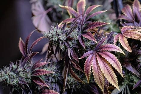 Purple Weed Explained And Top Strains Worth Trying
