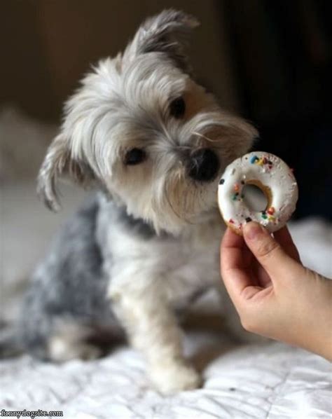 Animals Eating Donuts List