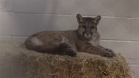 Orphaned Mountain Lion Cubs Taken In By Oakland Zoo Youtube