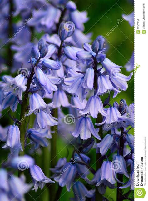 Bluebells In Spring Stock Photo Image Of Floral Purple 91570938