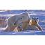 Polar Bear Family High Definition Wallpaper 18250  Baltana