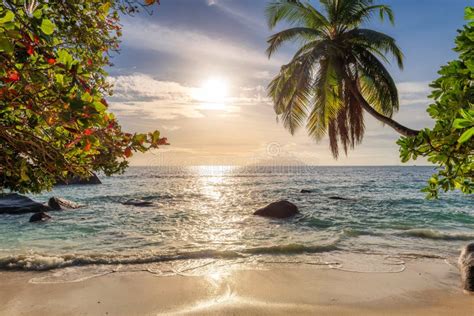 Coco Palms Over Tropical Beach At Sunset And Tropical Ocean In Paradise