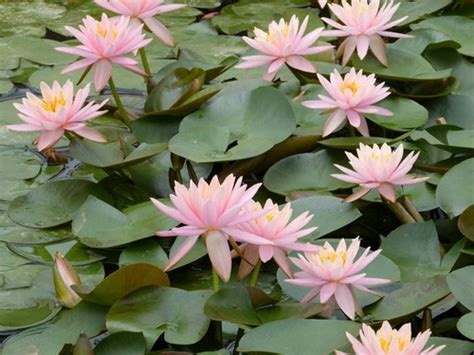 Nymphaea Colorado Pink Water Lily Uk Grown Direct Delivery