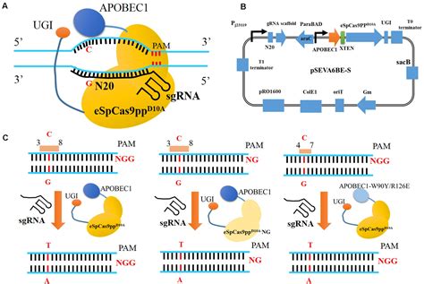Frontiers Crispr Assisted Multiplex Base Editing System In