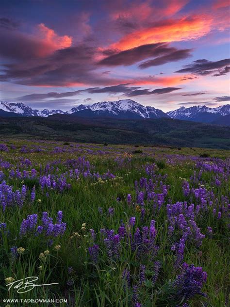 Colorado Colorado Wildflower Photos Gore Mountains Mountains Sunset