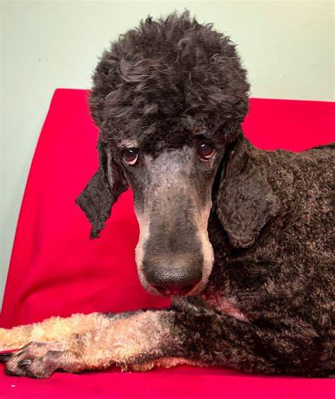 Available Dogs - Carolina Poodle Rescue