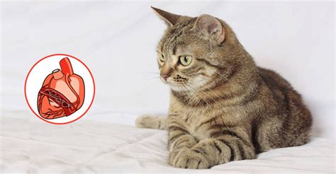 5 Ways Of Identifying Preventing And Treating Heartworms In Cats