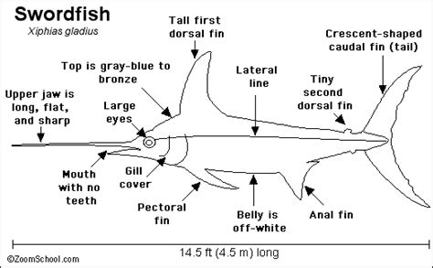 Swordfish Body Design Features