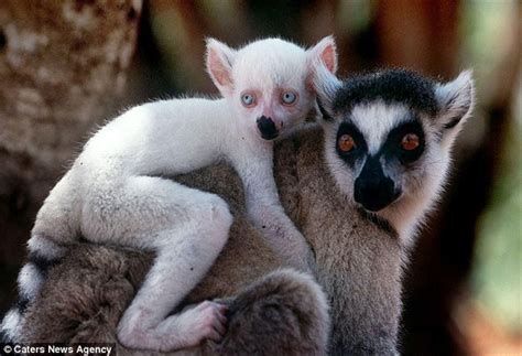 Leucistic Ring Tailed Lemur Rare Albino Animals Albino Animals