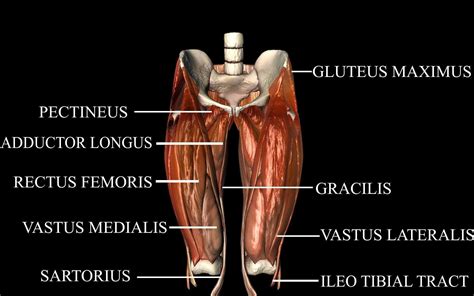 Hip Joint With Muscles Medically Accurate D Model D Model Animated Cgtrader