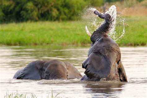 Two Elephants Enjoy The Water In River • Wildlife Photography Prints