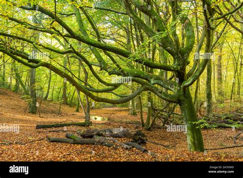 Burnham Beeches National Nature Reserve During Autumn Buckinghamshire
