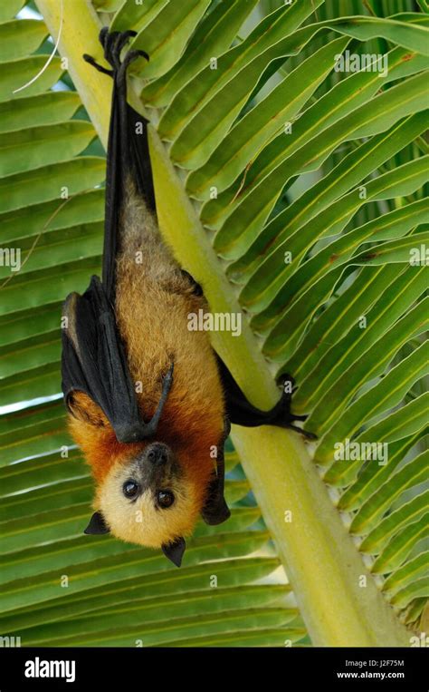 Aldabra Flying Fox Hanging On Palm Leaf Stock Photo Alamy