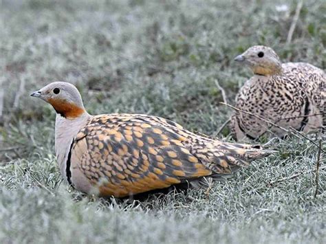 Black Bellied Sandgrouse Pterocles Orientalis Birds Of Xinjiang China
