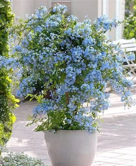 The regions range from 1 to 13, with each individual region split. Best Blue Flowers To Grow In Containers | Flower garden ...