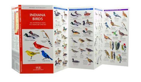 Indiana Birds A Pocket Naturalist Guide