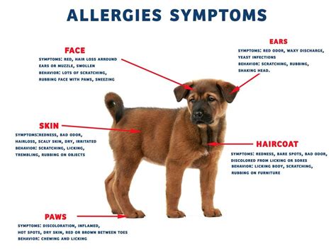 The most common causes of skin allergies are food allergens.it's prevalent among dogs, especially breeds that are prone to having skin conditions. Pin on Dog Health Tips