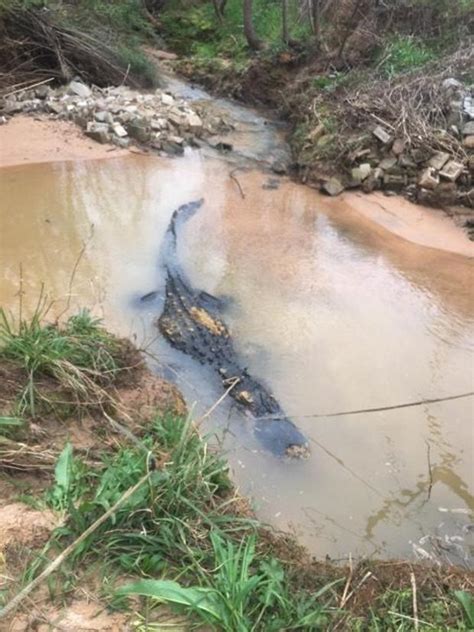 Massive 700 Pound Alligator Found In Georgia