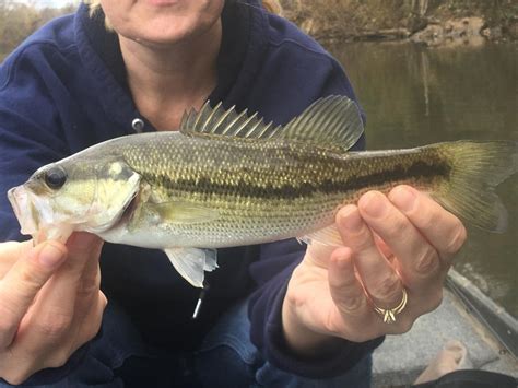 Please Add Alabama Bass