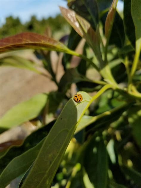 Will hunting, a janitor at mit, has a gift for mathematics but needs help from a psychologist to find direction in his life. Ladybug hunting for prey on a young avocado tree ...