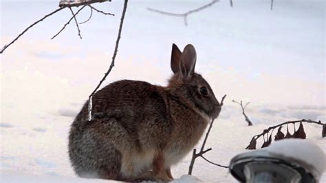Bunny In The Snow Youtube