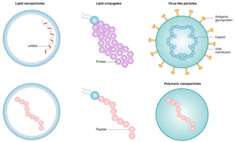 Once the mrna is in the cell, human biology takes over. 과학TALK 'DNA 심부름꾼' mRNA, 1호 코로나 백신으로 재탄생 - Chosunbiz > 테크 ...